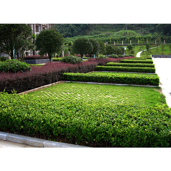 Dongfeng County Government Square Greening Project