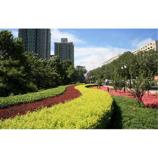 Youyi County Cultural Center Square Greening Project